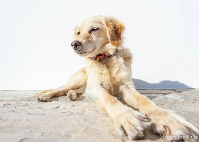 Del Sol Skopelos Aparthotel Skopelos Town